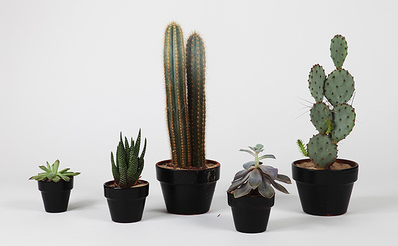 Cacti